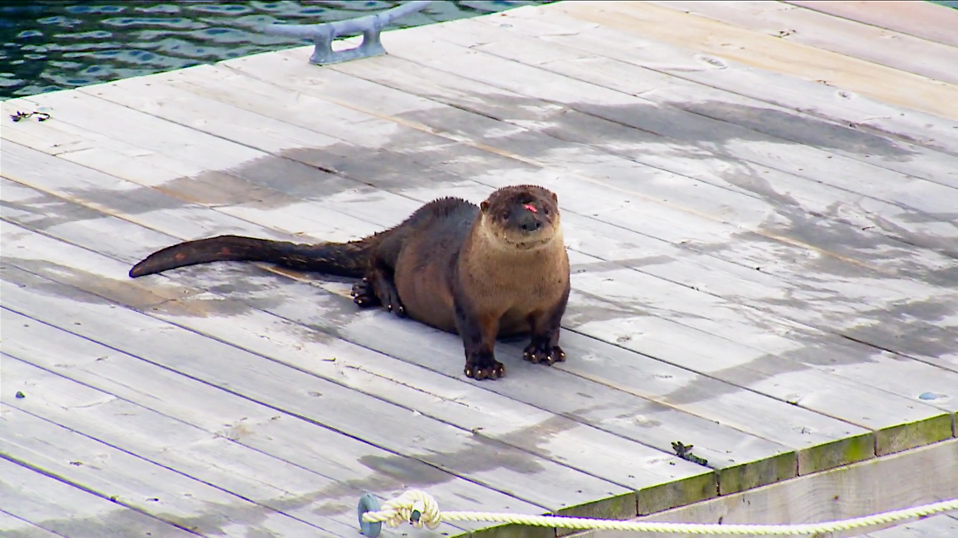 Hope For Wildlife S6e2 You Otter Know Knowledgeca